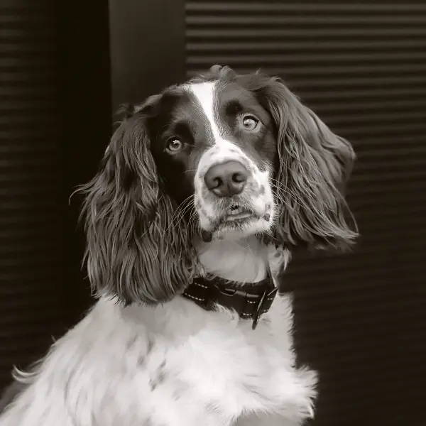 Reggie The Office Dog